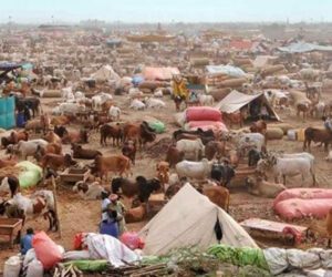 Cattle market of sacrificial animals setup at Karachi Northern Bypass