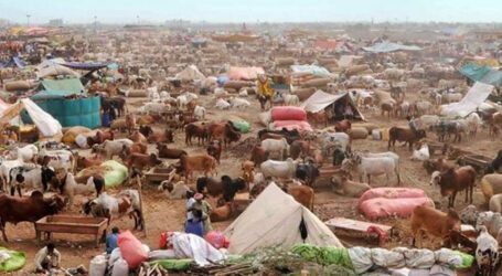 Cattle market of sacrificial animals setup at Karachi Northern Bypass