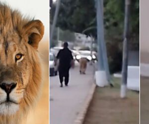 Lioness spotted strolling on Karachi’s Shahrah e Faisal