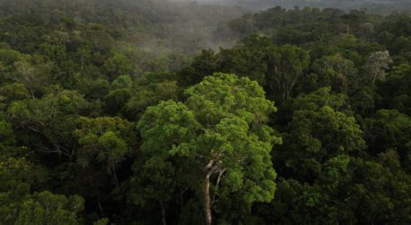 Fourteen dead as plane crashes in Brazil’s Amazon