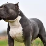 American XL bully