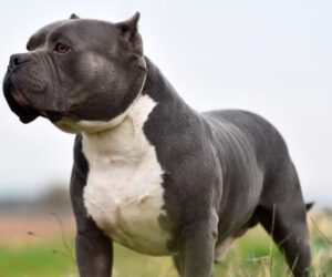 Why is Britain banning American XL bully dogs?