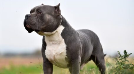 Why is Britain banning American XL bully dogs?