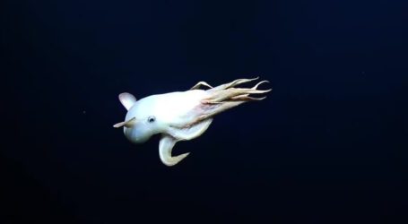 Rare Ghostly Dumbo Octopus spotted during deep sea exploration
