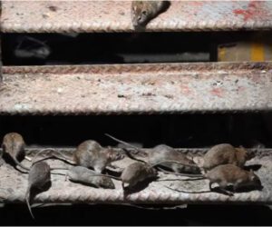 ‘Rat Tours’ in New York are real