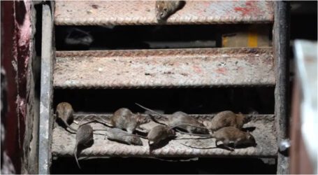 ‘Rat Tours’ in New York are real