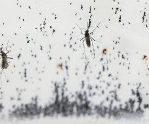Special mosquitoes being bred to fight dengue in Honduras