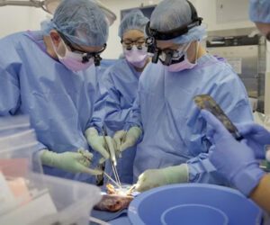 Pig kidney works record 2 months in donated body, sparks animal-human transplant hope