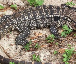 3-foot lizard found living under Georgia woman’s porch
