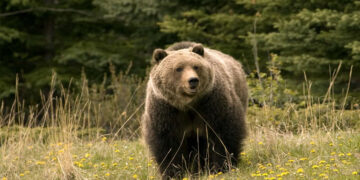 This representational image shows a grizzly bear in Jasper National Park, western Alberta, Canada.
© Photofellow/Fotolia