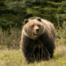This representational image shows a grizzly bear in Jasper National Park, western Alberta, Canada.
© Photofellow/Fotolia