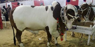 The State Bank of Pakistan is expected to introduce a QR code system under the Raast instant payment service for the purchase of sacrificial animals during Eid al-Adha.
