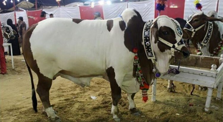 The State Bank of Pakistan is expected to introduce a QR code system under the Raast instant payment service for the purchase of sacrificial animals during Eid al-Adha.