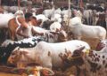 Karachi's largest sacrificial animal market announces rate list for traders