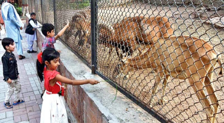 File/ Children offering grass to herbivores in Lahore zoo. Government plans to micro-chip all the animals in provincial zoos and wildlife parks for their real-time monitoring. PHOTO: APP