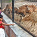 File/ Children offering grass to herbivores in Lahore zoo. Government plans to micro-chip all the animals in provincial zoos and wildlife parks for their real-time monitoring. PHOTO: APP