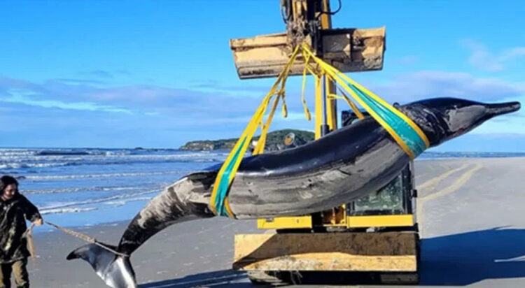 The Spade-toothed whale washes ashore on a New Zealand beach (Image: New Zealand Department of Conservation/file)