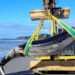 The Spade-toothed whale washes ashore on a New Zealand beach (Image: New Zealand Department of Conservation/file)