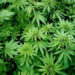 Both hemp and marijuana plants are the same species. The main difference lies in how much of a certain cannabinoid each contains.