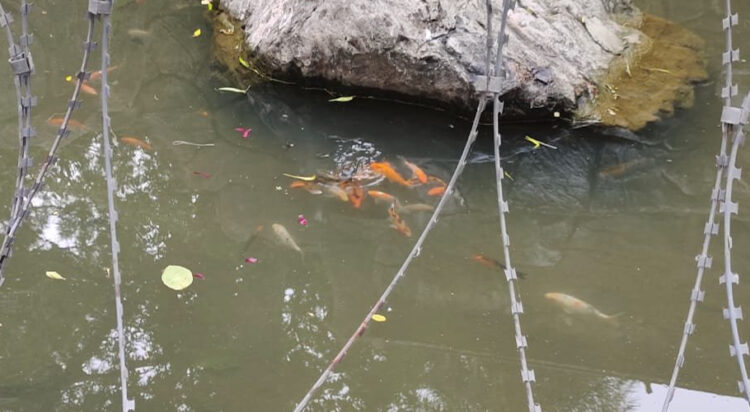 Zoo Director Zahid Iqbal Sheikh says these fish consume the green algae and mosquitoes, offering an eco-friendly solution to the problem. (Image: Express Tribune)