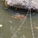 Zoo Director Zahid Iqbal Sheikh says these fish consume the green algae and mosquitoes, offering an eco-friendly solution to the problem. (Image: Express Tribune)