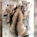 A pair of African lions gave birth to three cubs at the Karachi Zoo (Image: The News)