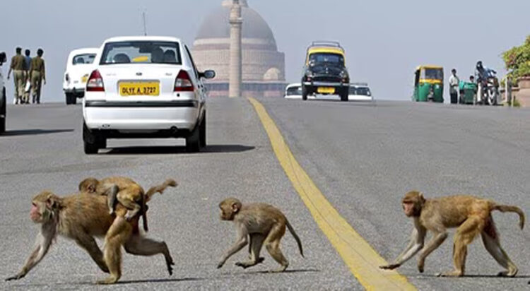 FILE/ Monkeys cross the road in front of India's Presidential Palace and government buildings in New Delhi. Photograph: Raveendran/AFP/Getty Images