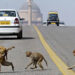 FILE/ Monkeys cross the road in front of India's Presidential Palace and government buildings in New Delhi. Photograph: Raveendran/AFP/Getty Images