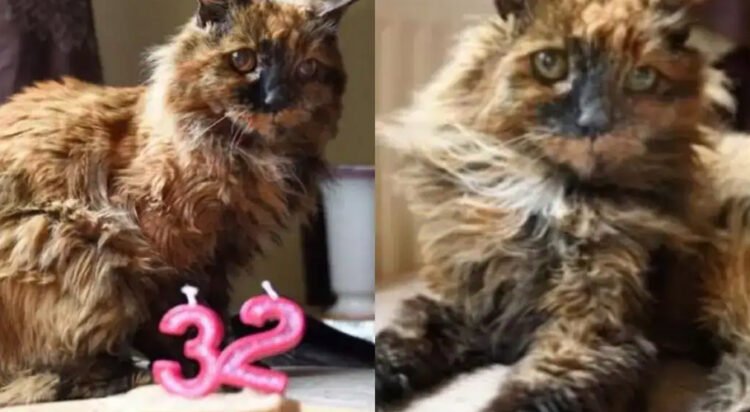 In June, Rosie turned 33 and died at the equivalent age of 152 in human years. (Image: X/Eleanoraguro)