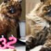 In June, Rosie turned 33 and died at the equivalent age of 152 in human years. (Image: X/Eleanoraguro)