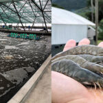 Shrimp Farming