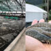 Shrimp Farming