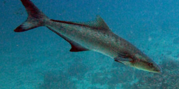 Cobia can grow to a maximum length of 2m and up to 78kg in weight (Image: .diveandrelax.com/)