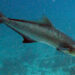 Cobia can grow to a maximum length of 2m and up to 78kg in weight (Image: .diveandrelax.com/)