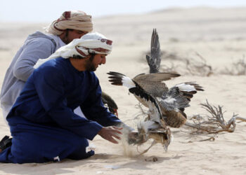 Falcon attacks houbara bustard. (AFP)