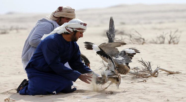 Falcon attacks houbara bustard. (AFP)