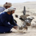 Falcon attacks houbara bustard. (AFP)