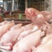 Broiler chicken prices have surged by Rs. 1,200 per 40 kg today - Image: Business Recorder