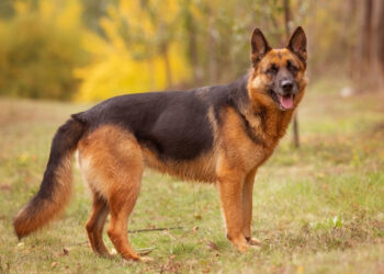 This representational image shows a German Shepherd. (Credit: Bildagentur Zoonar GmbH, Shutterstock)