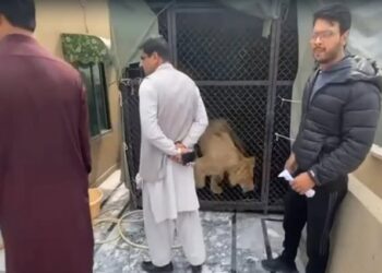 Man arrested for keeping lion without licence, Picture Credit DP