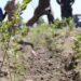 Plantation. File photo