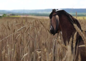 wheat to animals