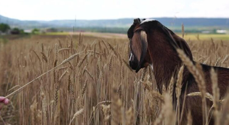 wheat to animals