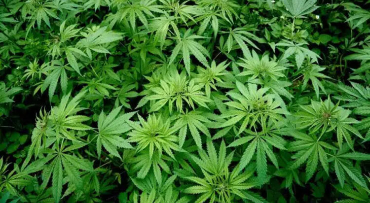 Cannabis. File photo
