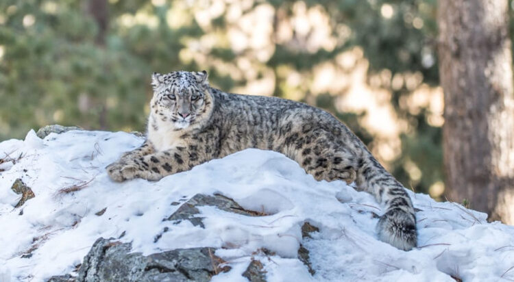 Photo credits: Snow leopard in Naltar Valley Muhammad Osama / WWF-Pakistan.
© Muhammad Osama / WWF-Pakistan