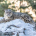 Photo credits: Snow leopard in Naltar Valley Muhammad Osama / WWF-Pakistan.
© Muhammad Osama / WWF-Pakistan