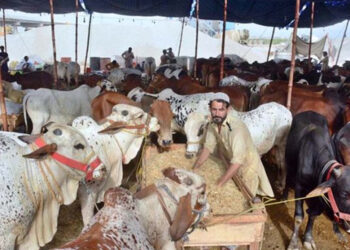 May 27 - A vendor prepares a fodder for cattle at the Korangi Cattle Market ahead of Eidul Azha. APP/SDQ/MAF/TZD/ABB