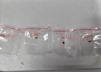 Allegedly toxic plant pathogens that a Chinese scientist entered the US with last year, federal authorities said on Tuesday [US District Court For The Eastern District Of Michigan via AP]