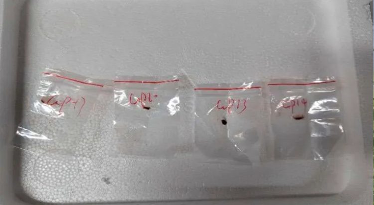 Allegedly toxic plant pathogens that a Chinese scientist entered the US with last year, federal authorities said on Tuesday [US District Court For The Eastern District Of Michigan via AP]