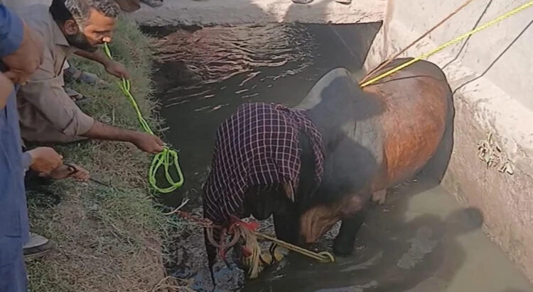 Rescue 1122 rescued the bull with the help of a crane and handed it over to its owner. (Image: Express News)